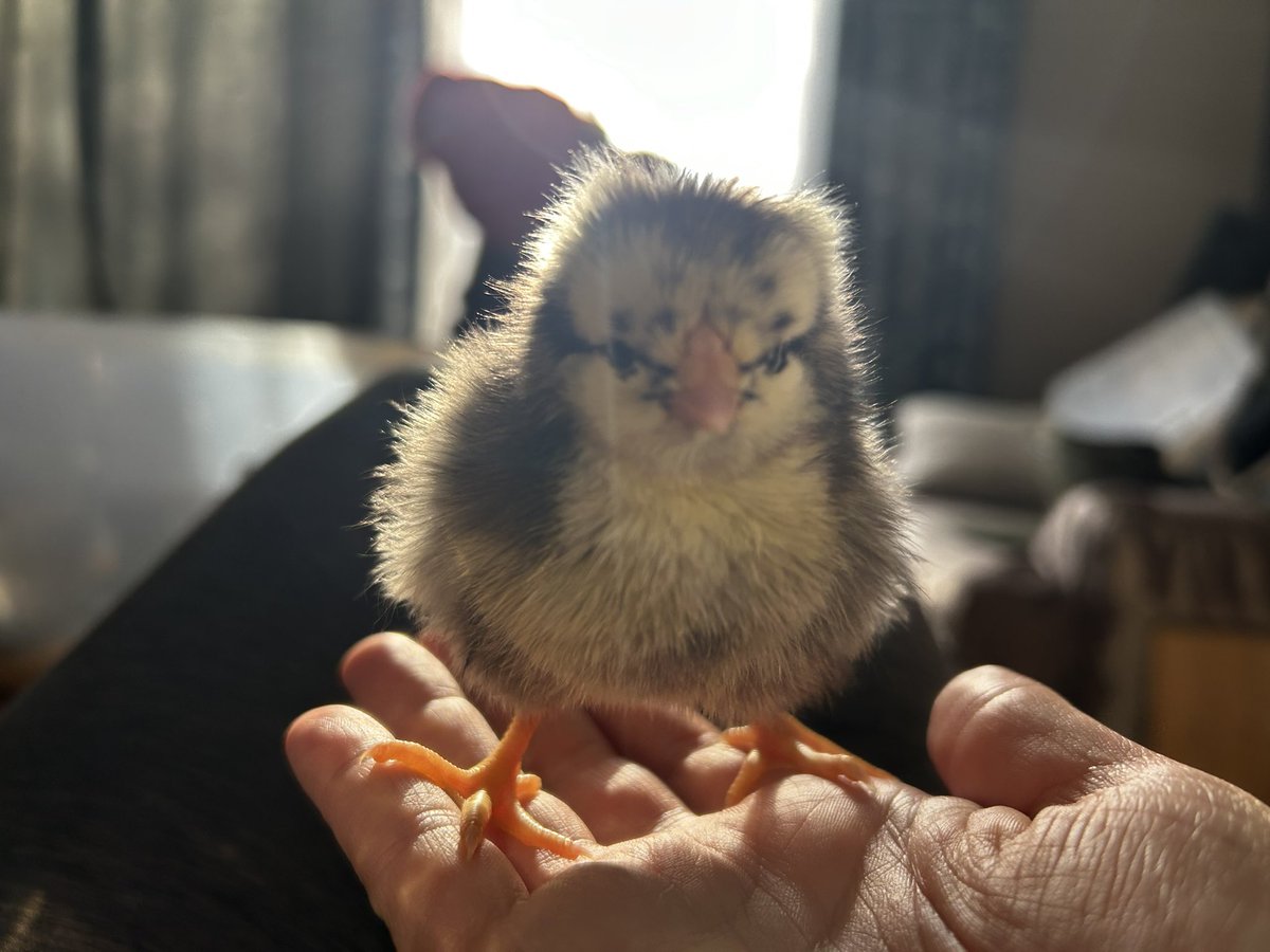 Jenny Doke tweet media