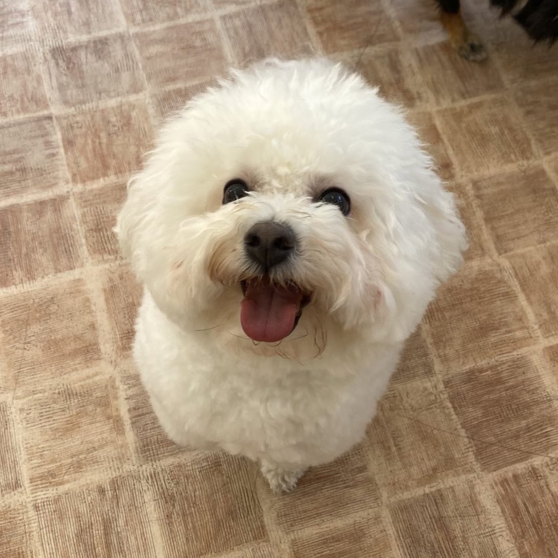 最近幼稚園に通い出したモネ🐻‍❄️
楽しそうで何より🌸😌

#ビションフリーゼ  
#いぬのいる暮らし