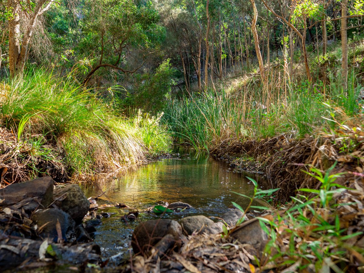 Do you care about supporting the local environment? Why not volunteer with the City of Burnside to support Waterfall Gully Reserve along First Creek? Find out more by calling 8366 4200 or go to burnside.sa.gov.au/About-Council/…