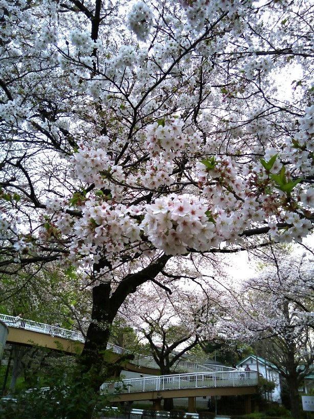 4/11(木)17:51
Aチャンネルの聖地に行って来ました。葵ヶ丘高等学校のモデルになった学校。
定点観測で有名な歩道橋の桜が綺麗なので撮影。先日の暴風雨で散らずに残っていて良かったです。