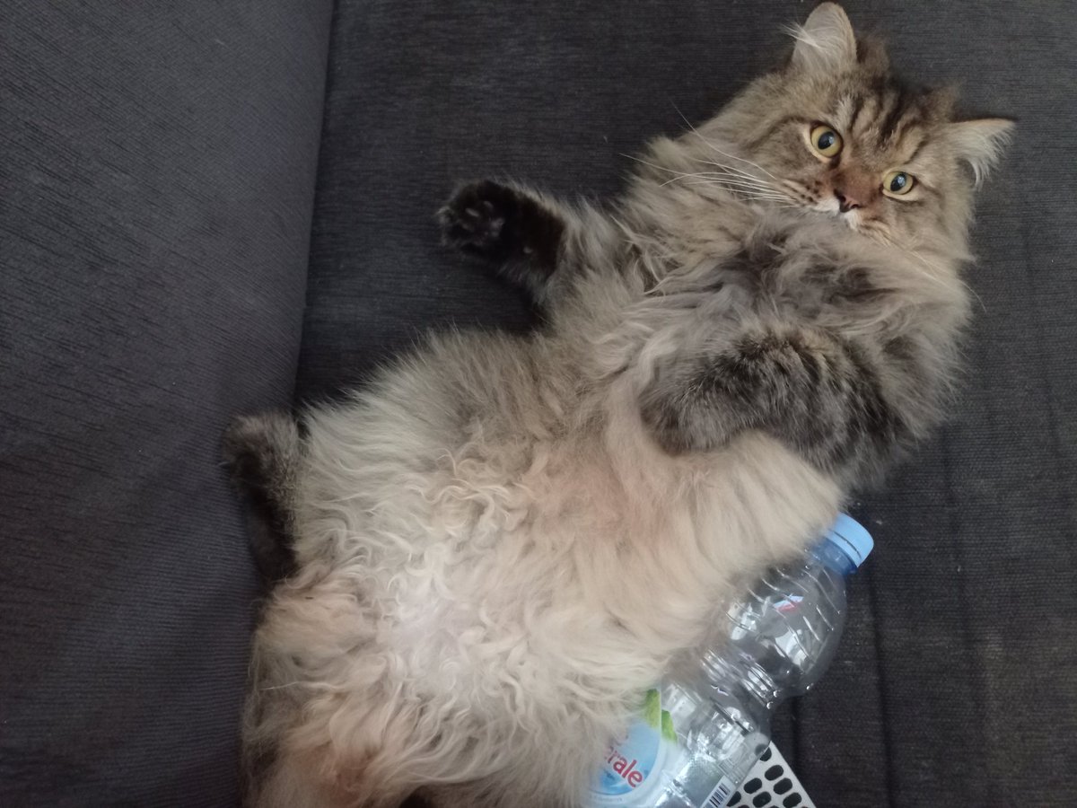 tomatei_'s tweet photo. @kochengfs Limosin

Dipanggil limo

Soalnya waktu bayi badannya panjang banget. Sekrang juga panjang sih d banding kucing lainnya.. https://t.co/PDREbghD8R