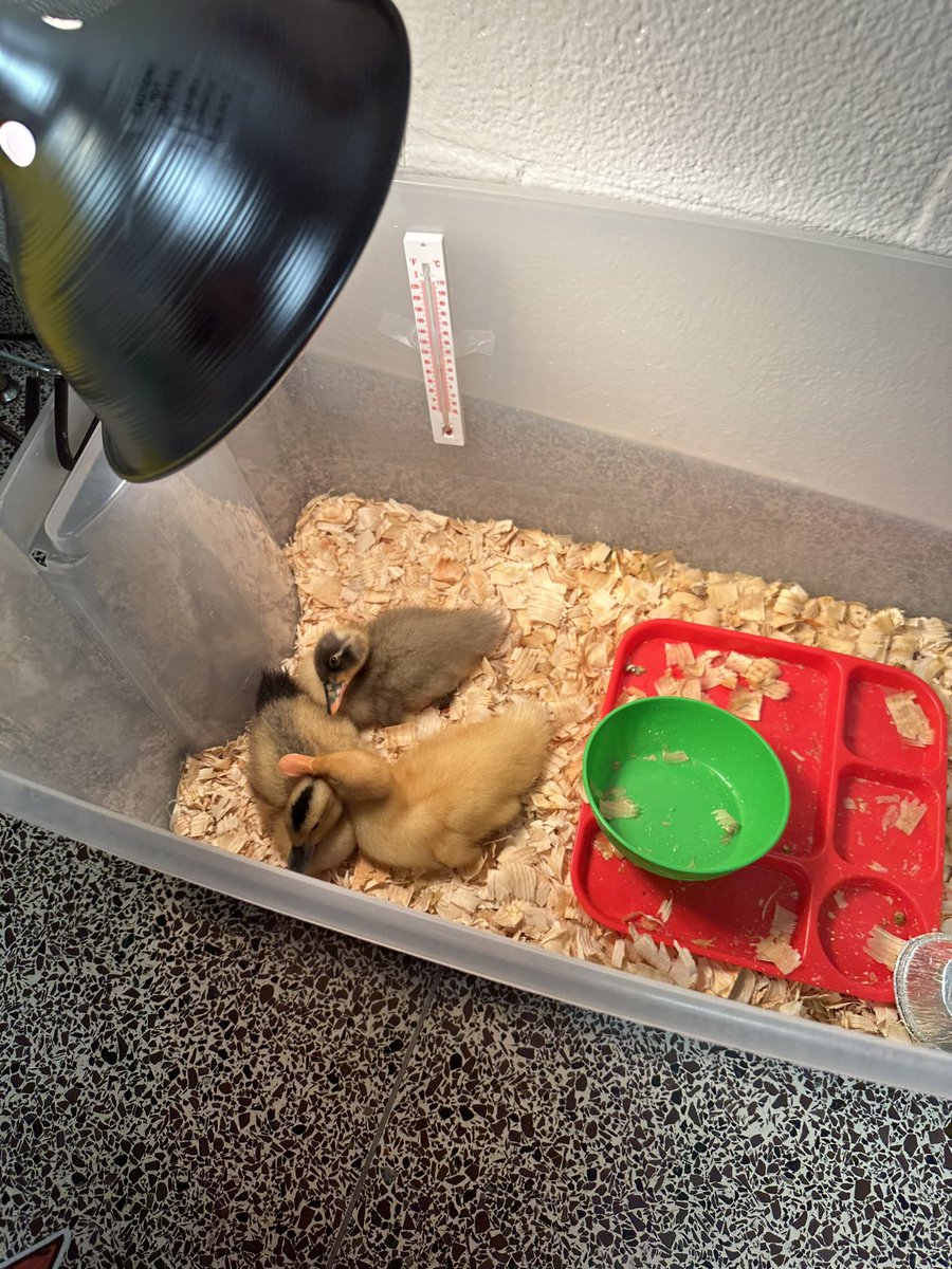 I got to see some fantastic things my daughter has been doing in school tonight at #educationcelebration at Connetquot Elementary School. She created a story about Girl Scouts. Has watched duck eggs develop and hatch and now takes care of the ducklings in class.  ❤️<a href="/eischools/">East Islip UFSD</a>
