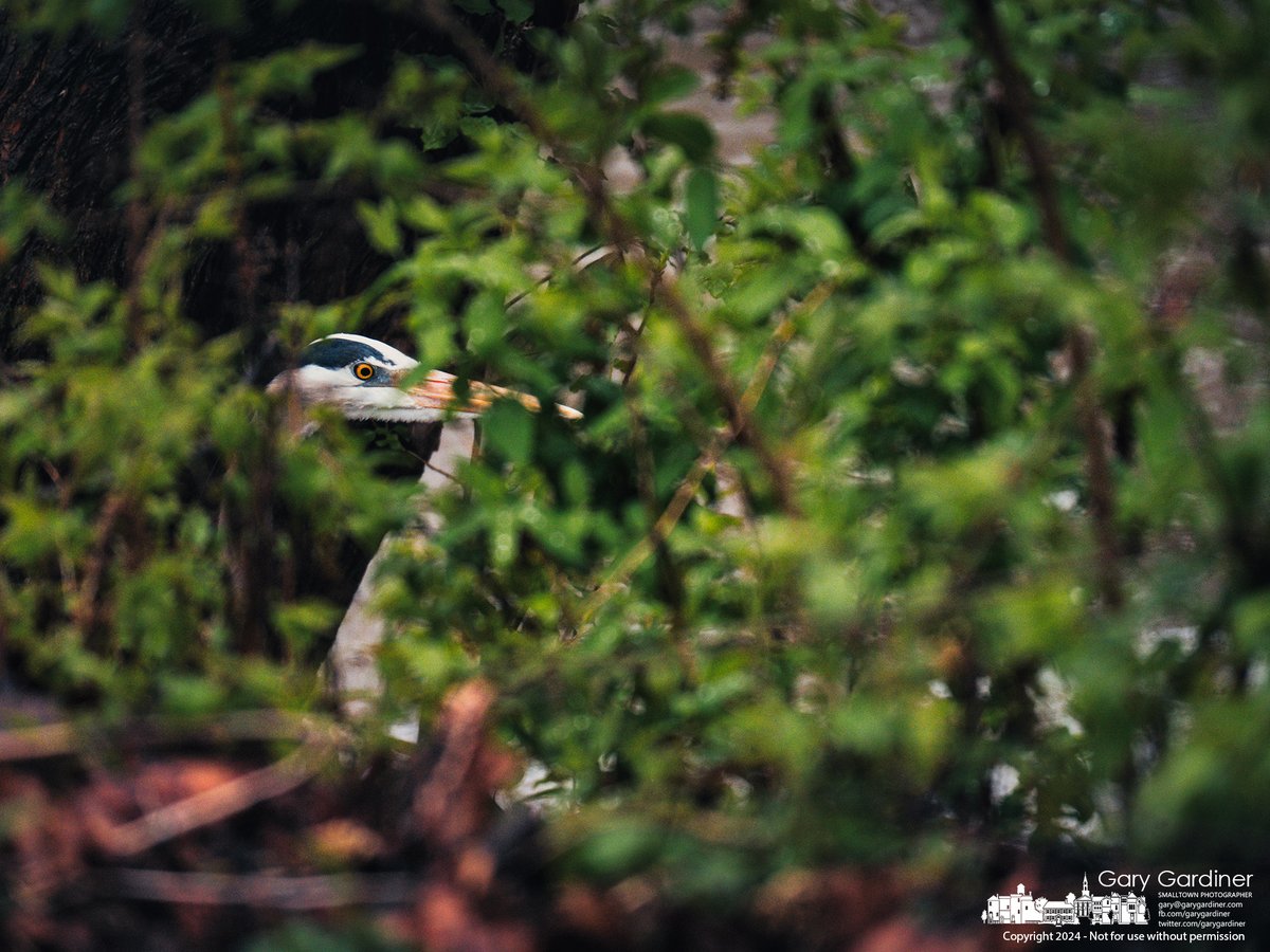 A Great Blue Heron peers through leaves checking the proximity of a photographer encroaching on its fight-or-flee distance while fishing in the turgid high waters of Alum Creek. My Final Photo for April 11, 2024. tinyurl.com/bf3zdwzc