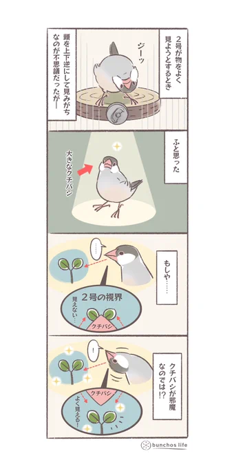 2号がよく頭を逆さまにして物を見る仕草を考察してみた#文鳥 #4コマ漫画 