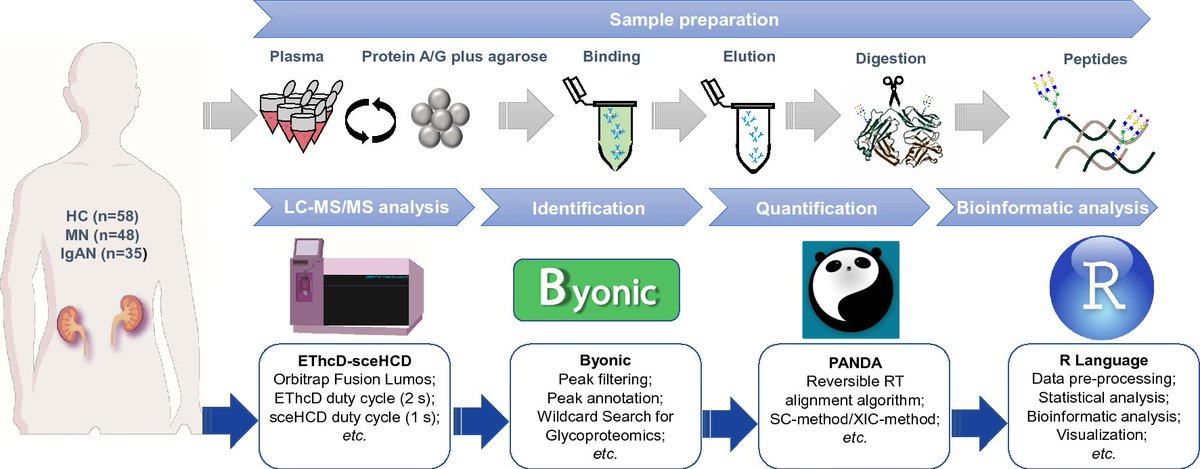 Online Now! A Novel Integrated Pipeline for #Site-Specific #Quantification of N-#glycosylation.  #personalized treatment #prognosis evaluation #IgAN and #Membranous #nephropathy
link.springer.com/article/10.100…