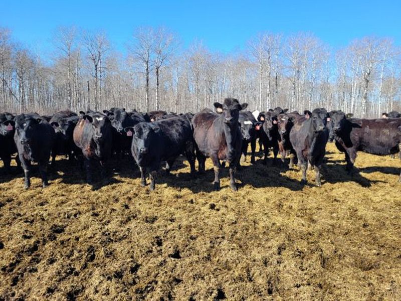 Salty Fox Farms - 850# Heifers - 70 Head (Fork River, MB) - Team Auction Sales teamauctionsales.com/Salty-Fox-Farm… Selling on TEAM Friday, April 12th @ 9:00 AM MDT! Sign in @ teamauctionsales.com to preview and participate! #teamauctionsales