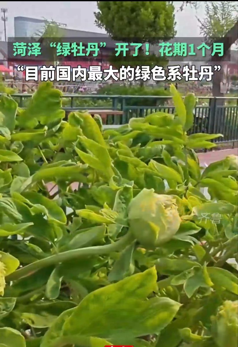 珍贵品种！山东菏泽曹州百花园“绿牡丹”绽放