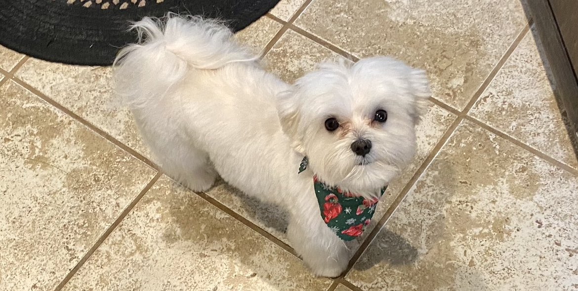 #ThrowbackThursday Here I am after my bath before my very first Christmas 🎄 I look so little. I was 9 months old & now I am 2 years old & I have really blossomed into a wonderful member of my family. 🤍 #DogsOfX