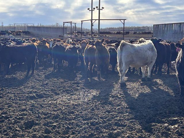 6U Cattle Company - 890# Heifers - 150 Head (Manning, AB) - Team Auction Sales teamauctionsales.com/6U-Cattle-Comp… Selling on TEAM Friday, April 12th @ 9:00 AM MDT! Sign in @ teamauctionsales.com to preview and participate! #teamauctionsales