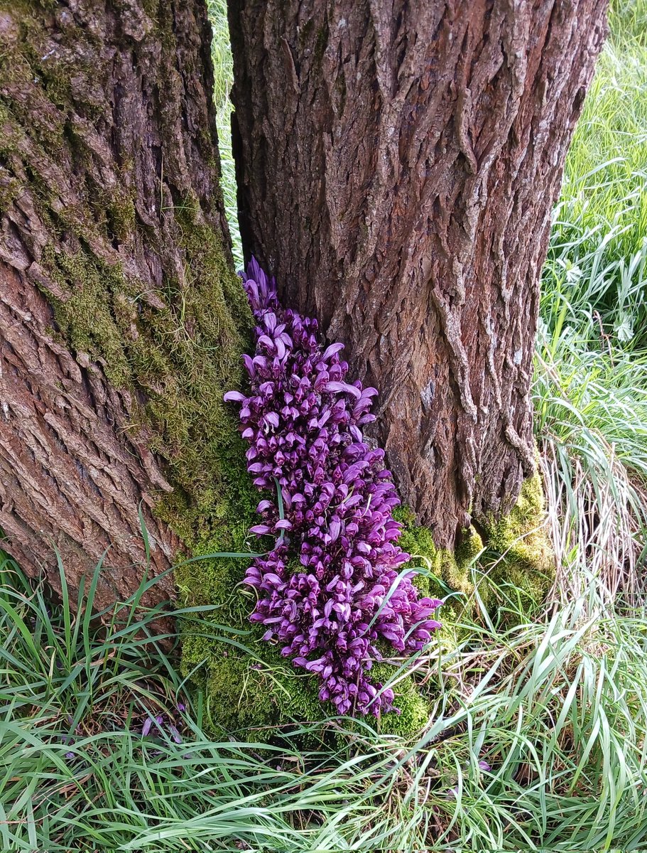 #Lathraea squamaria (#Toothwort), a perennial root parasitic plant and so needs no chlorophyll to make complex sugars. For all that explanation it still looks like a plant from Mars. Flowers.Com #hilliers