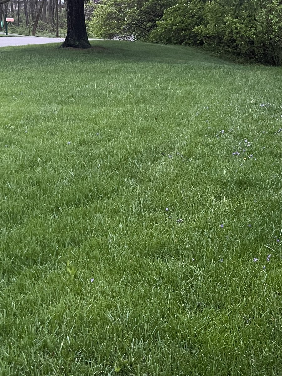 This morning, I looked out at my lawn thinking primarily that I will definitely need to mow this weekend. Tonight, that remains true—but post-rain this evening, the lush, glistening green caught my eye. (Thread) #ResistanceUnited #DemVoice1