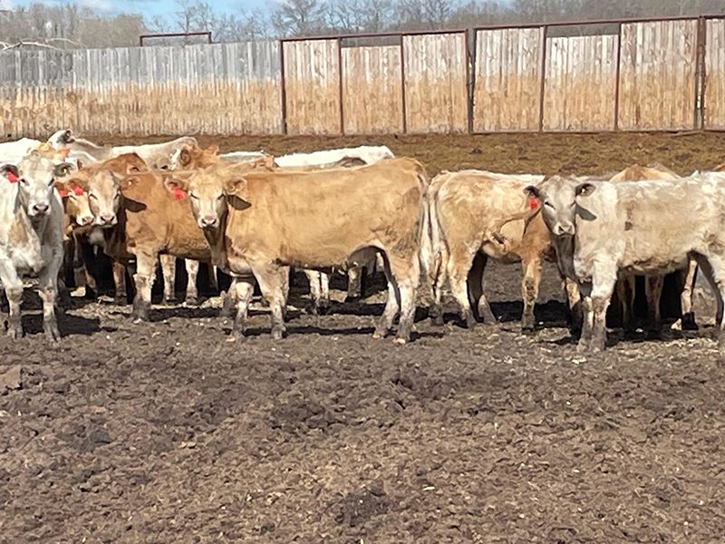 Range 45 Ranch Ltd. - 800# Heifers - 228 Head (Dewberry, AB) - Team Auction Sales teamauctionsales.com/Range-45-Ranch… Selling on TEAM Friday, April 12th @ 9:00 AM MDT! Sign in @ teamauctionsales.com to preview and participate! #teamauctionsales