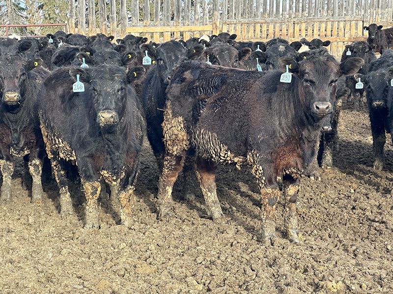 Wheeler Ranch - 745# Heifers - 148 Head (Strathmore, AB) - Team Auction Sales teamauctionsales.com/Wheeler-Ranch-… Selling on TEAM Friday, April 12th @ 9:00 AM MDT! Sign in @ teamauctionsales.com to preview and participate! #teamauctionsales