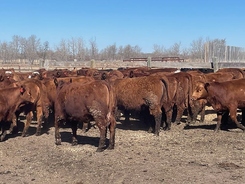 Range 45 Ranch Ltd. - 760# Heifers - 235 Head (Dewberry, AB) - Team Auction Sales teamauctionsales.com/Range-45-Ranch… Selling on TEAM Friday, April 12th @ 9:00 AM MDT! Sign in @ teamauctionsales.com to preview and participate! #teamauctionsales
