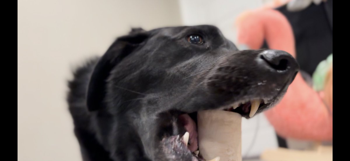 He may not be a smart man, but he knows what love is.  Happy #NationalPetDay from Eddie and his empty little head.