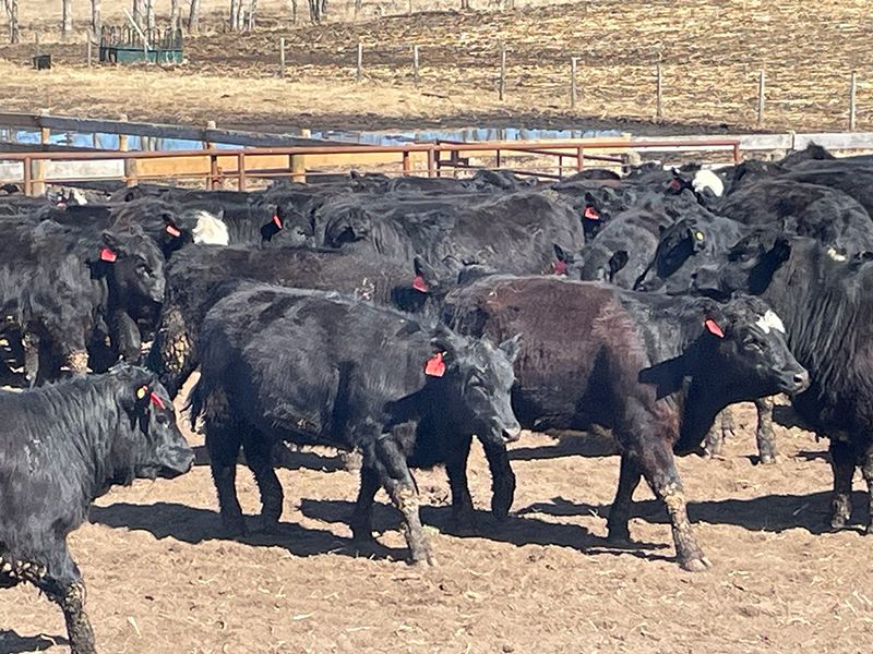 Range 45 Ranch Ltd. - 760# Heifers - 75 Head (Dewberry, AB) - Team Auction Sales teamauctionsales.com/Range-45-Ranch… Selling on TEAM Friday, April 12th @ 9:00 AM MDT! Sign in @ teamauctionsales.com to preview and participate! #teamauctionsales