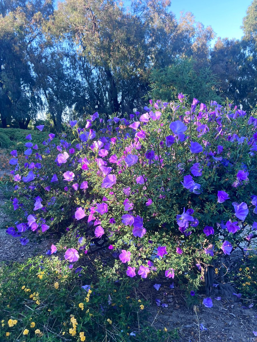 Goodnight my friends! Beautiful evening walk in this heavenly park! So happy to find the name of this flower, Rockrose (Cistus!) #goodnight #Thursday #walking