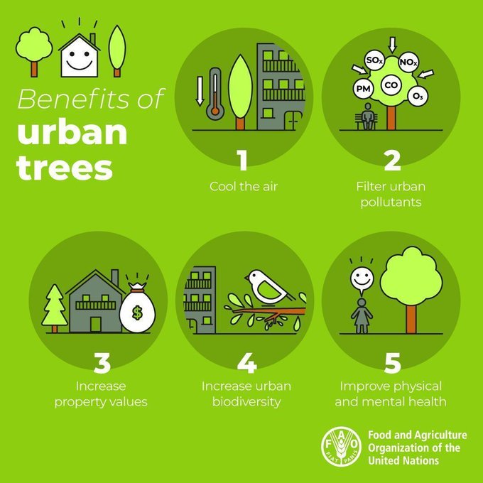 💭🌳#DYK that large urban trees are excellent filters of urban pollutants & fine particulates?

The right trees in the right places can do so much #ForNature and for people

🏙️🟢🌆🔵

Learn more w/@fao #CitiesWithNature @IPBES