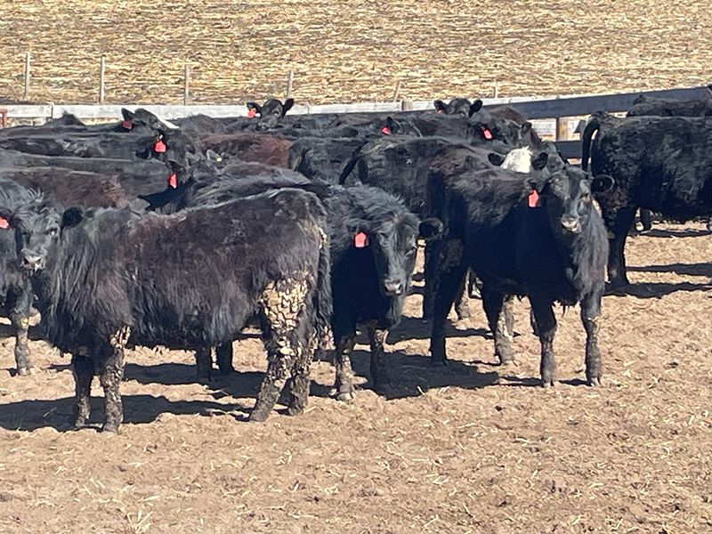 Range 45 Ranch Ltd. - 760# Heifers - 225 Head (Dewberry, AB) - Team Auction Sales teamauctionsales.com/Range-45-Ranch… Selling on TEAM Friday, April 12th @ 9:00 AM MDT! Sign in @ teamauctionsales.com to preview and participate! #teamauctionsales