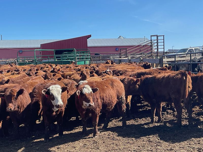 Range 45 Ranch Ltd. - 760# Heifers - 150 Head (Dewberry, AB) - Team Auction Sales teamauctionsales.com/Range-45-Ranch… Selling on TEAM Friday, April 12th @ 9:00 AM MDT! Sign in @ teamauctionsales.com to preview and participate! #teamauctionsales