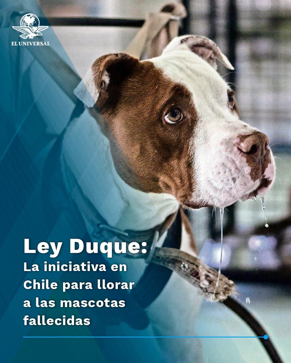 ¡Es parte de la familia! 🐶 La 'Ley Duque' establece que las personas podrán tener un día de duelo por la muerte de una mascota en Chile. 👉 tinyurl.com/2az9nvmn