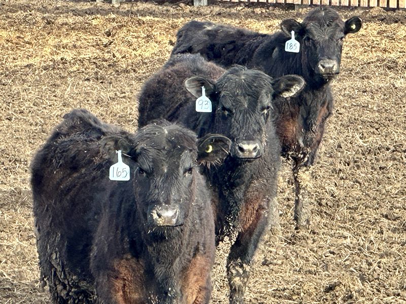 Wheeler Ranch - 735# Heifers - 148 Head (Strathmore, AB) - Team Auction Sales teamauctionsales.com/Wheeler-Ranch-… Selling on TEAM Friday, April 12th @ 9:00 AM MDT! Sign in @ teamauctionsales.com to preview and participate! #teamauctionsales