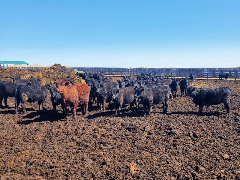 Roes Bros. Ranching - 730# Heifers - 85 Head (Hanna, AB) - Team Auction Sales teamauctionsales.com/Roes-Bros-Ranc… Selling on TEAM Friday, April 12th @ 9:00 AM MDT! Sign in @ teamauctionsales.com to preview and participate! #teamauctionsales