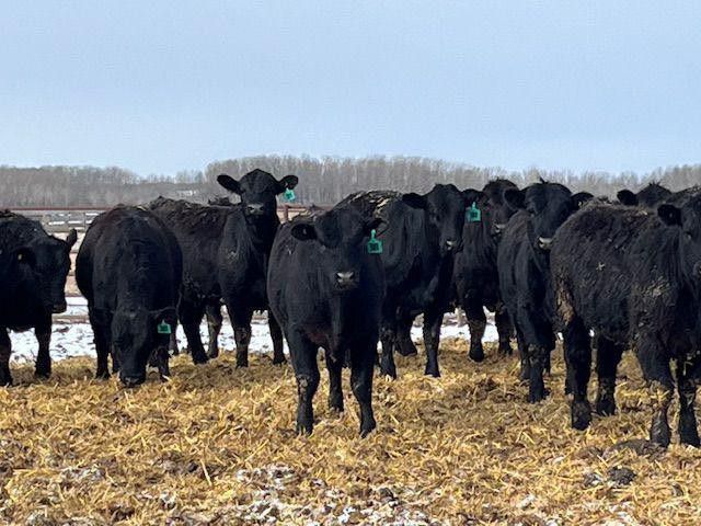 Page Ranches - 725# Heifers - 157 Head (Czar, AB) - Team Auction Sales teamauctionsales.com/Page-Ranches-7… Selling on TEAM Friday, April 12th @ 9:00 AM MDT! Sign in @ teamauctionsales.com to preview and participate! #teamauctionsales