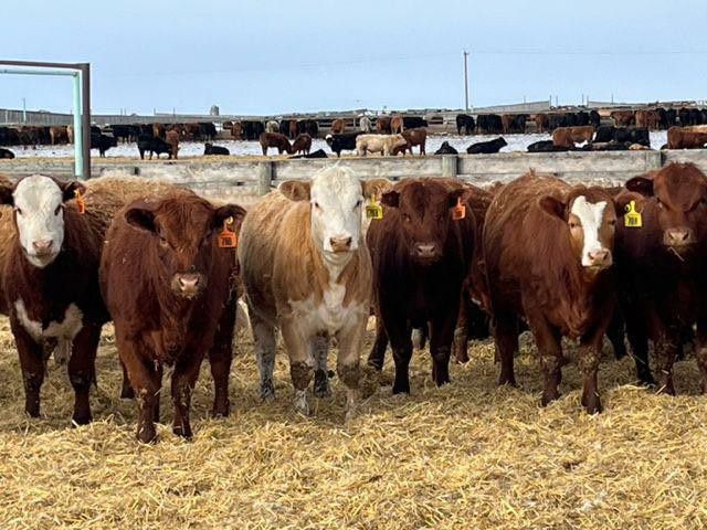 Crooked Creek Farms - 720# Heifers - 48 Head (Wainwright, AB) - Team Auction Sales teamauctionsales.com/Crooked-Creek-… Selling on TEAM Friday, April 12th @ 9:00 AM MDT! Sign in @ teamauctionsales.com to preview and participate! #teamauctionsales