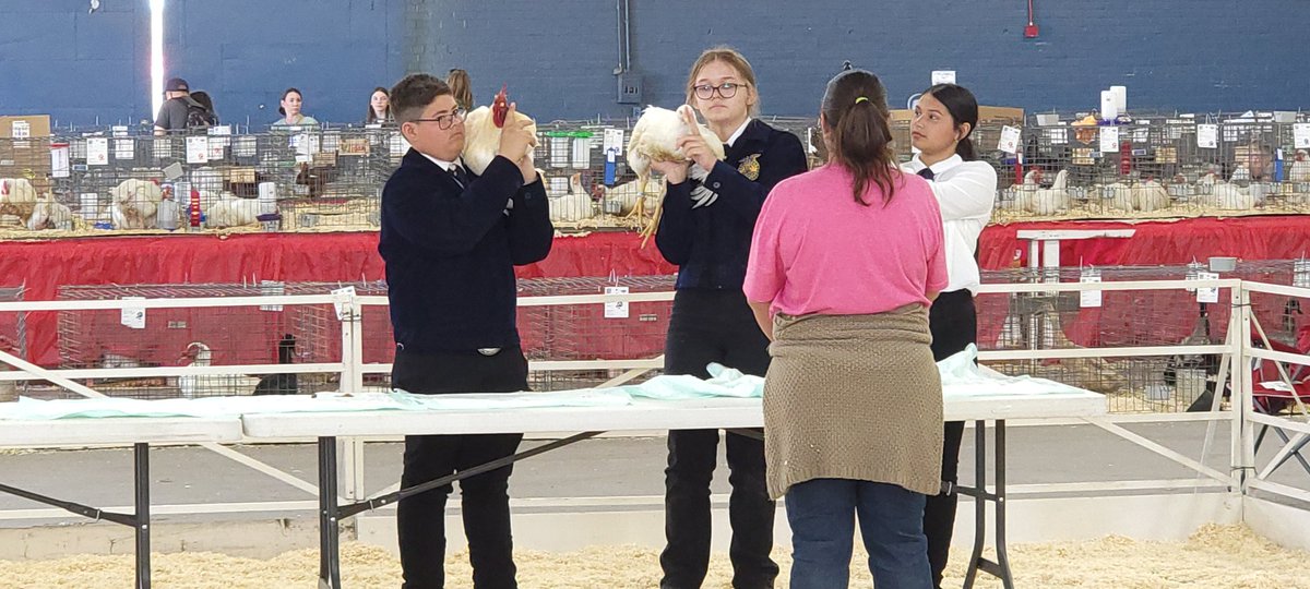 Campoverdeffa's tweet photo. Showmanship Day Highlights:
Grace Wilford- 14 overall Senior Swine Showmanship
Brynn Harris- 4th overall Senior Novice Sheep Showmanship
Scarlett Wood- 3rd Overall Senior Novice Poultry Showmanship
Hunter Grantham- 3rd Overall Intermediate Novice Poultry Showmanship https://t.co/TmlaZie66s