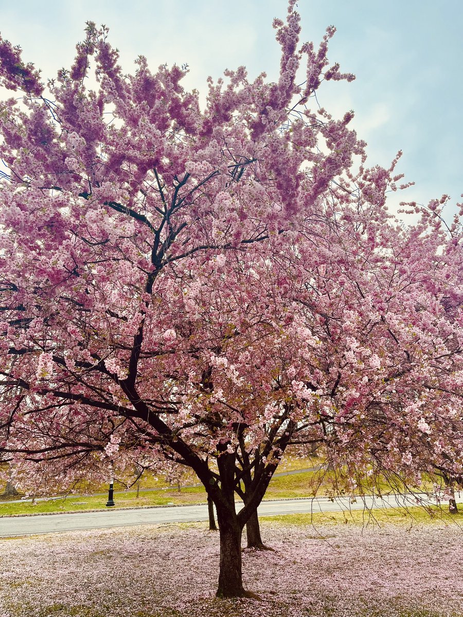 The cherry blossoms in Newark’s Branch Brook Park are at peak right now and absolutely stunning, masha’Allah 🌸🌸🌸