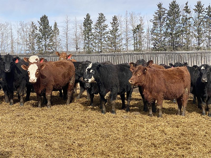 Winchester Cattle Company - 715# Heifers - 63 Head (Leslieville, AB) - Team Auction Sales teamauctionsales.com/Winchester-Cat… Selling on TEAM Friday, April 12th @ 9:00 AM MDT! Sign in @ teamauctionsales.com to preview and participate! #teamauctionsales