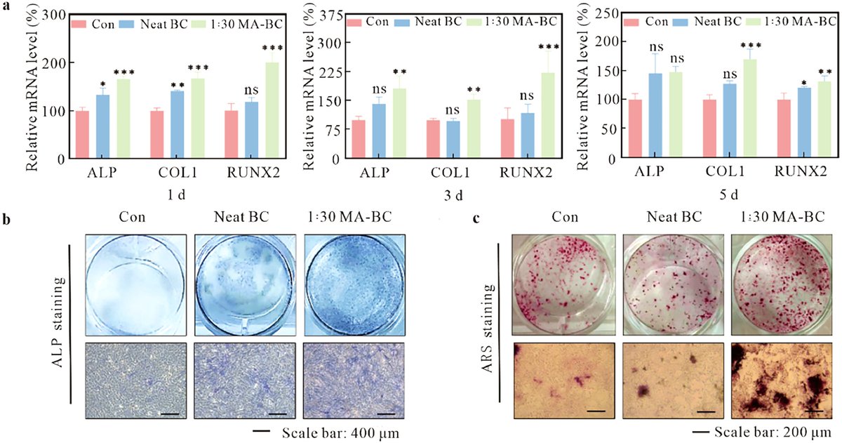 J_Bio_Bioprod's tweet photo. To promote #bone tissue #regeneration, Wang et al. prepared a controllable #bacterial cellulose-based #bio-ink for 3D printing with #maleic acid treatment
DOI: 10.1016/j.jobab.2024.04.001
https://t.co/OxGakdMSLv https://t.co/KnHazSb7EE