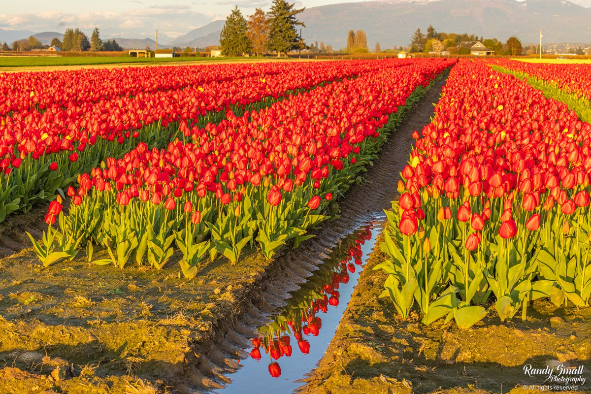 Red reflections - Tulips at sunset in Skagit County, WA Photo taken this past Tuesday night. #wawx #pnw
