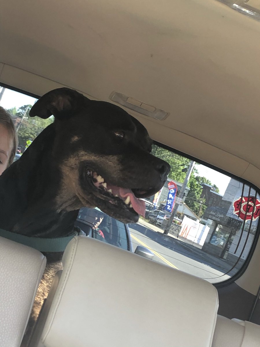 Chris_Minor's tweet photo. @stoolpresidente I love what your doing. We took in a pitbull “Cortland, when my daughter was 1.5 years old. He gave us 14 unbelievable years. Love you, appreciate what your doing https://t.co/47sJpoFyzI