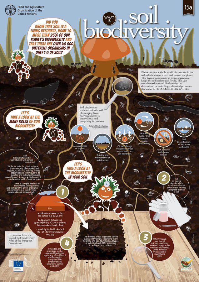 “Essentially, all life depends on soil, there can be no life without soil and no soil without life...” — Charles E. Kellogg, 1938 Discover what #SoilBiodiversity is and the critical roles it plays 🍄🪱🐛🐌 #SoilDoctors #SoilHealth Via @FAOLandWater fao.org/global-soil-pa…