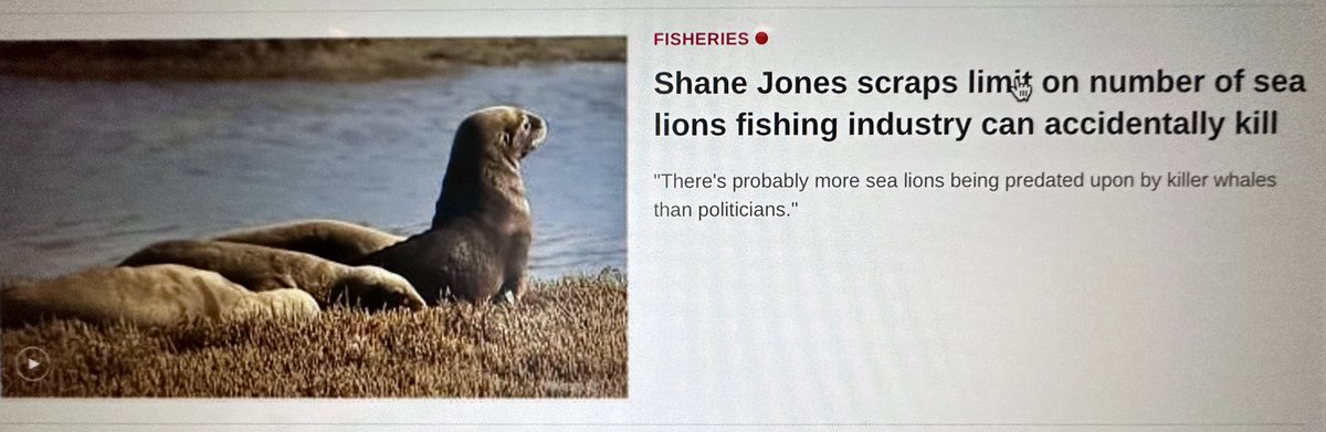 Given that the sole predator of rāpoka / New Zealand sea lions is actually great white sharks (not killer whales), I’m afraid the Minister is mistaken… Perhaps DOC could amend the biology info page on rāpoka to include him as well, though? @IsobelEwing @mangonui08 @avancenz