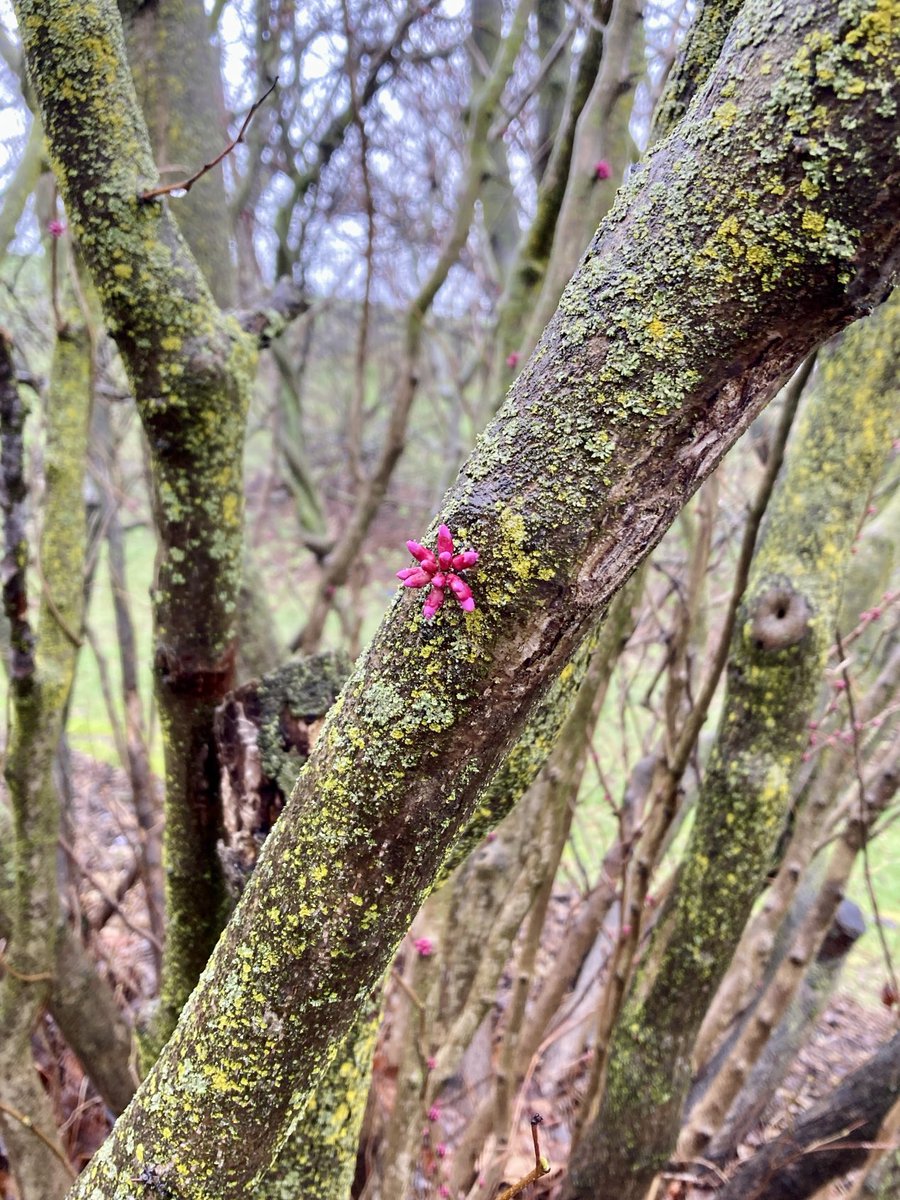 Redbud coming in✨