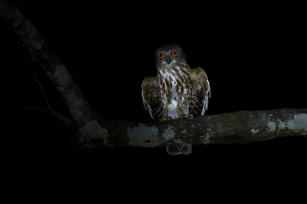 THE WATCHER of TWILIGHT!🦉

#brownboobook @pargaien @UKNikon #indiaves @Natures_Voice #ThePhotoHour #BBCWildlifePOTD @AnimalPlanet @DiscoverKorea_ @WildlifeMag @NikonUSA @natgeoindia @BBCEarth #BirdsOfTwitter @DiscoverMag @CornellBirds #BirdsSeenIn2024 #nikonindia #owls