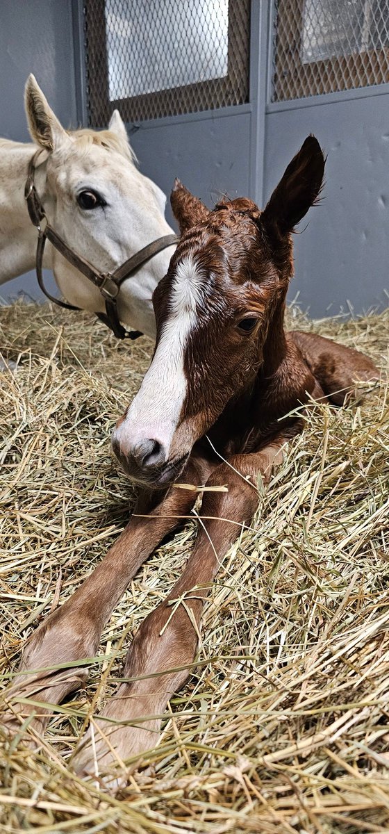 Mum was polite as ever and welcomed this pretty filly by No Parole before it got to late. Congratulations to Dream Big Racing on this awesome new addition! #foalsof2024 #foalingseason2024 #noparole