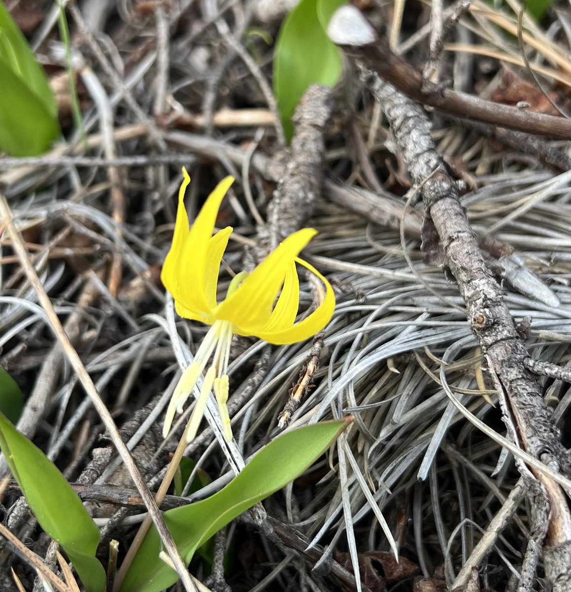 Spring…. Early this year here! Glacier lily in a thinned ponderosa pine stand above Missoula….