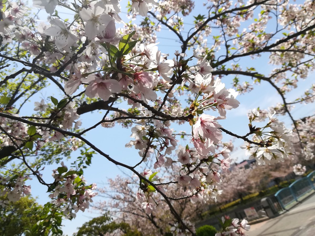 Kenken2851's tweet photo. 出張の帰りに神戸のとある公園で桜がキレイだった https://t.co/XftO4U5nvJ