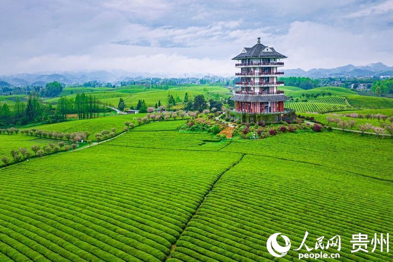 VoiceofPD's tweet image. #SpringinChina
Tea plantations boost rural vitalization in SW China's Guizhou
#ChinaAgriculture
More pics: en.people.cn/n3/2024/0411/c…