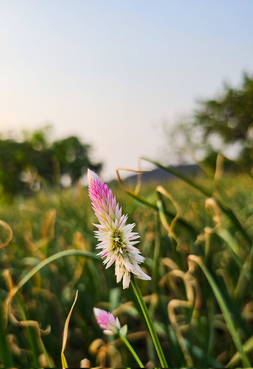 Only and only nature can create a perfect pink to white gradient, on a background of green to blue with a tinge of amber 
#goodmorning 

#theme_pic_India_flowers 
#clickforIndia