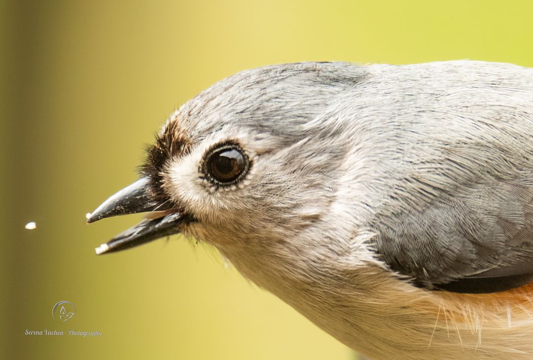 Come back here crumb!! Tufted titmouse having lunch! #birds #birdphotography #BirdsOfTwitter