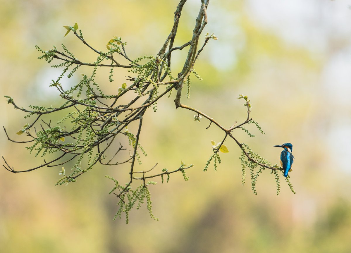 A kingfisher #IndiAves #birdphotography #birdwatching