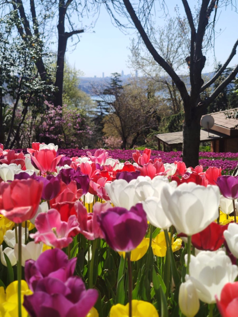 Tulip, introduced to Europe in 16th century by the Ottoman Empire, meets its visitors in Istanbul parks and gardens in April. Tulip motif has always been widely used in Turkish arts. Its bulbs were traded by the Dutch as luxury items during tulipmania. @LaleVakfi #tuliptime