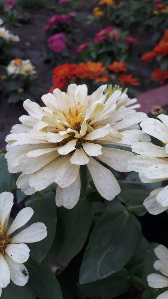 Ram Ram Ji 🌷🌹
Beautiful People Shubh Friday 
#Flowers #MorningVibes #bepositive #mygardenclick #IndiAves #ThePhotoHour