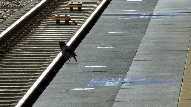 DotnetKatakura's tweet photo. 駅の構内風景を集音していると、結構な確率でハッカチョウが美しい歌声を披露してくれます。台湾は何かと雑音が多く、音鉄趣味的には難しい部分も多いのですが、南国の鳥と鉄道音のコラボはなかなか楽しいものです。
#音鉄 #ハッカチョウ #台湾の鉄道 #鉄道趣味 #台湾 #台中 #鉄道の音　#音鉄道楽 https://t.co/9JNcLMrhjv