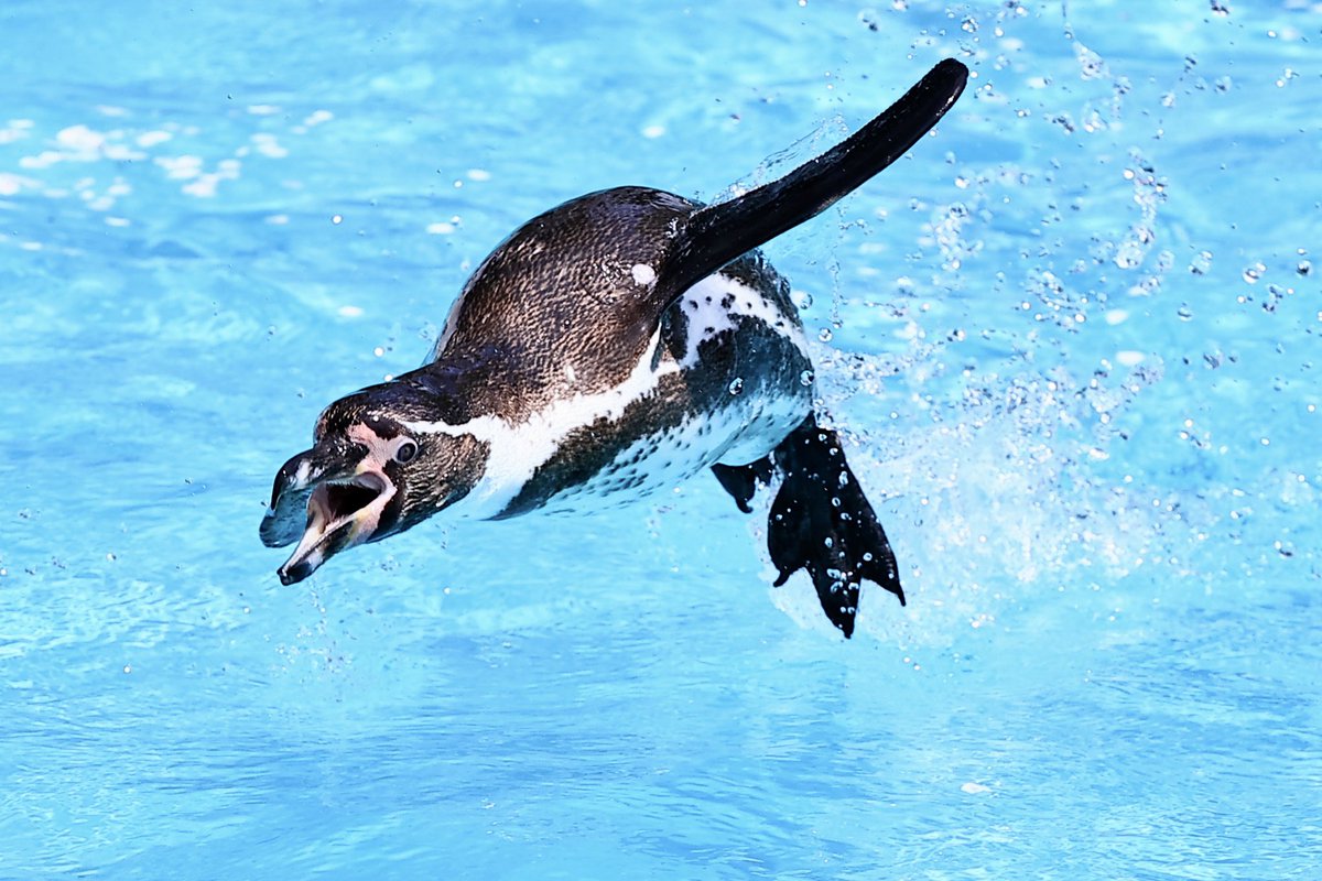 桜フンボの時間だ！
#羽村市動物公園 #フンボルトペンギン